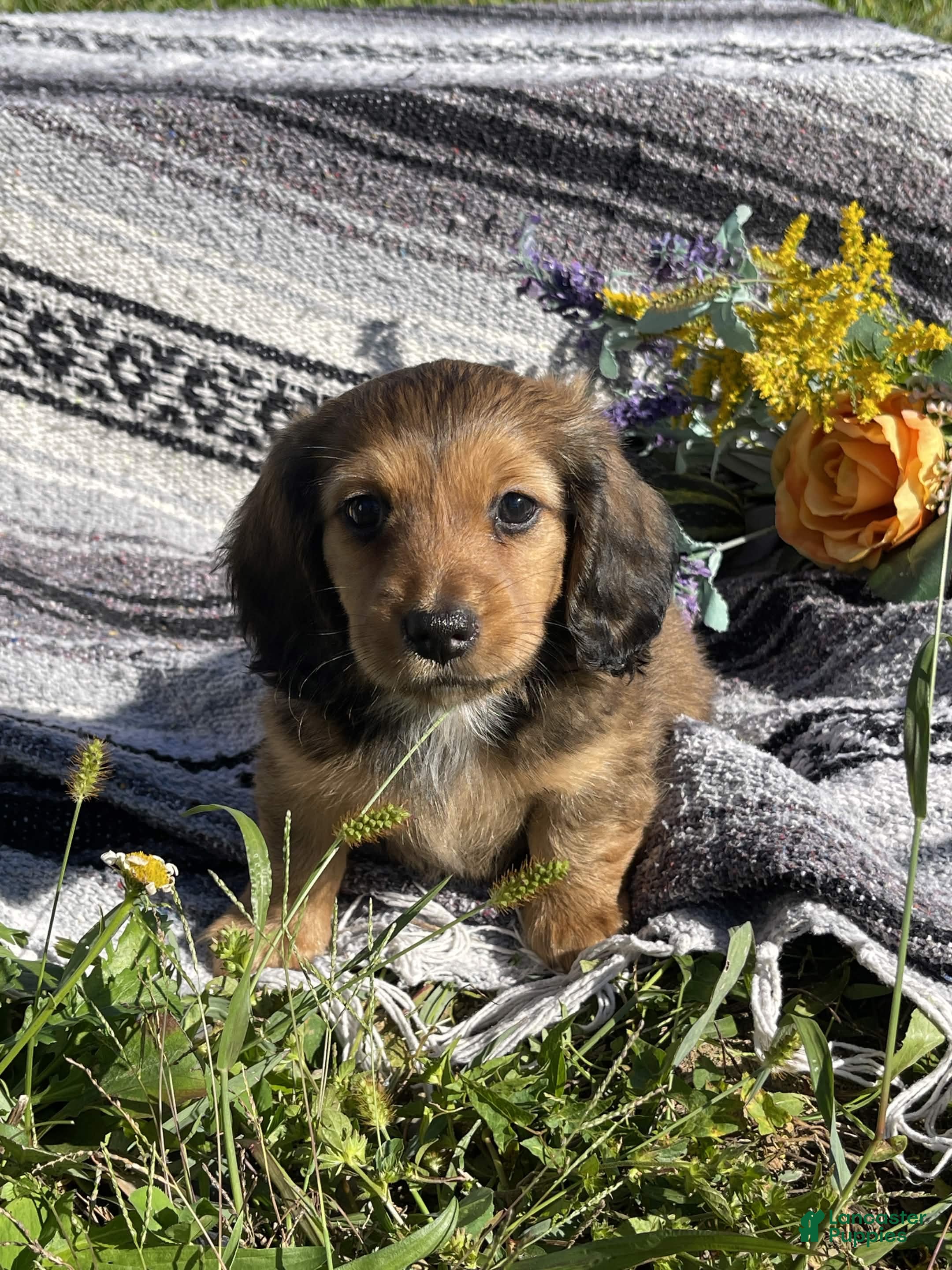 Miniature Dachshund dogs Alphonse - Longhaired - Ad 1