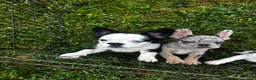French Bulldog dogs for sale: French Bulldog 2 - Ad 13