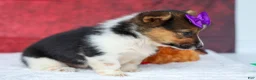 Welsh Corgi Pembroke dogs for sale: Abby🩷  - Ad 7