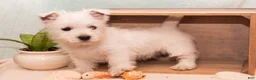 West Highland Terrier dogs for sale: Starfish - Ad 3