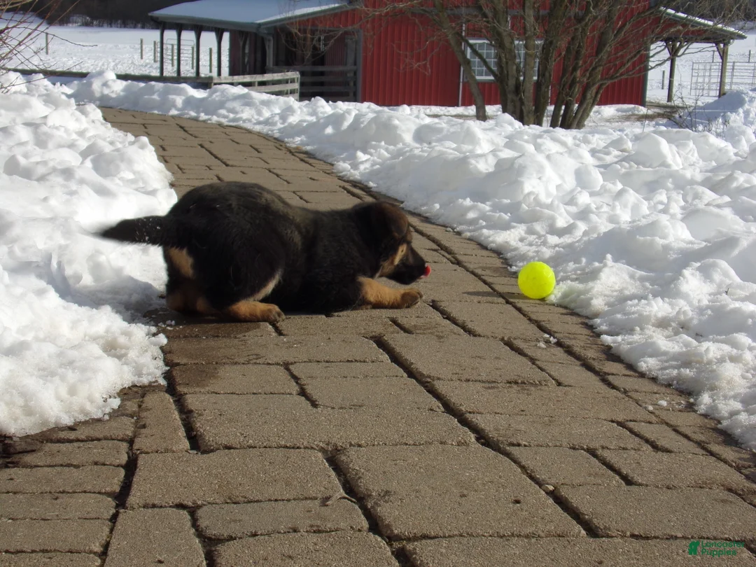 German Shepherd dogs for sale: Bluebelle - Ad 4