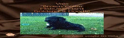 Mixed Breed dogs for sale: ⭐ Vale — Brown Collar • Male • Golden Mt Doodle - Ad 3
