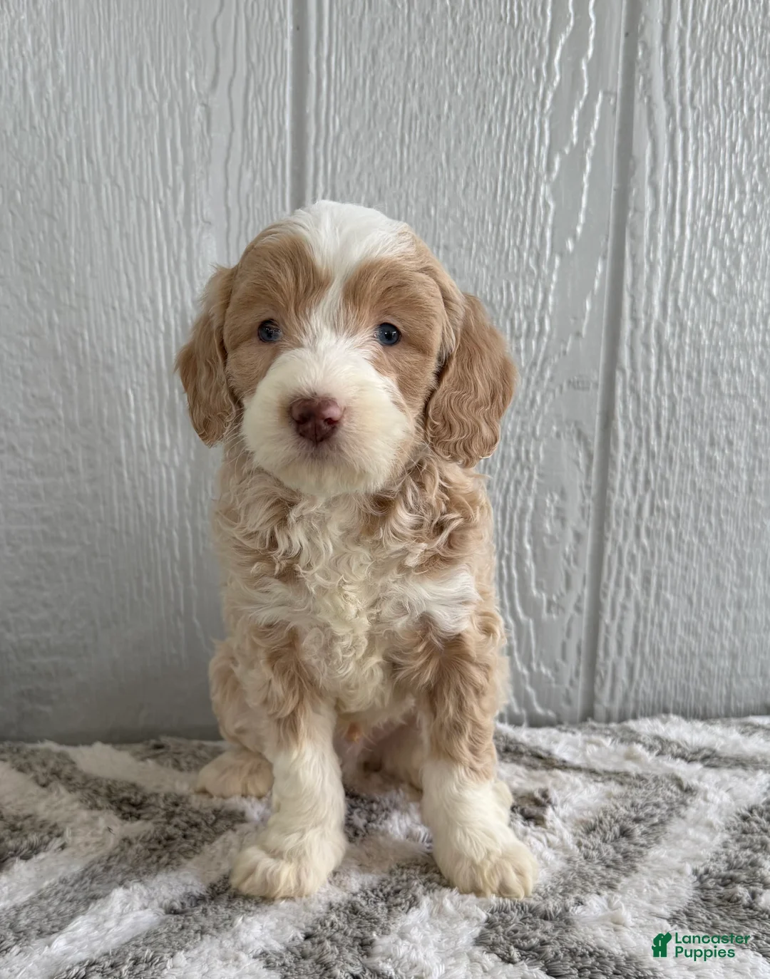 Mini Bernedoodle dogs for sale: Seth  - Ad 4