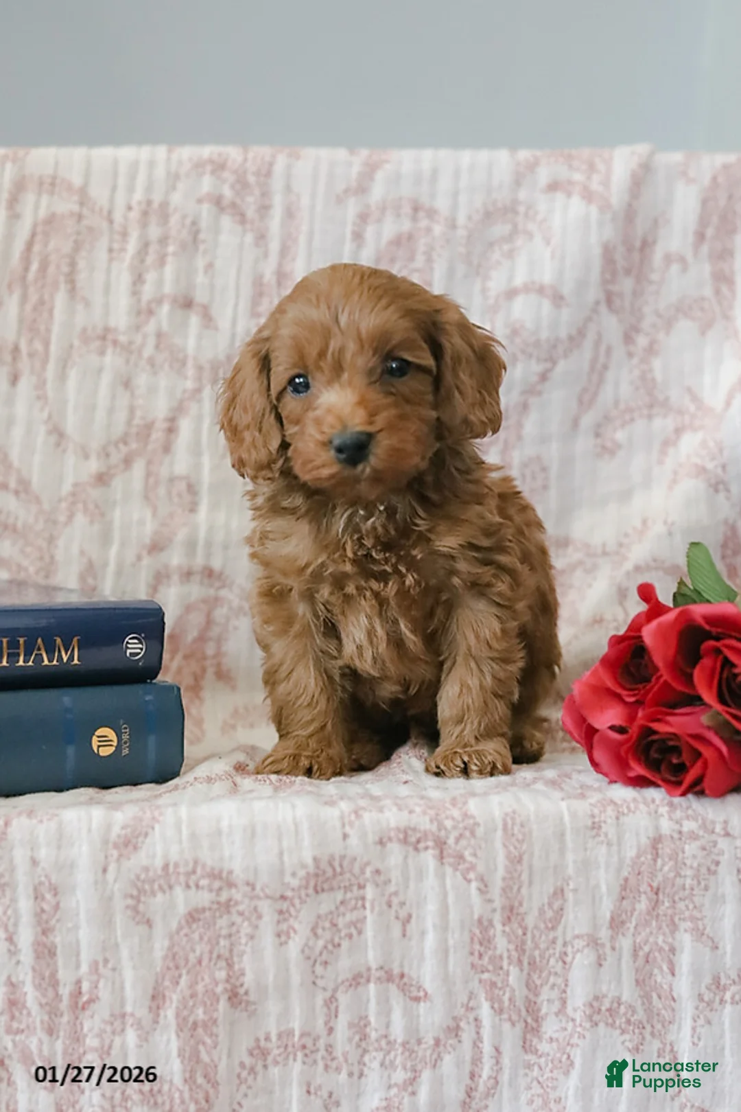 Cockapoo dogs for sale: Justin - Ad 5