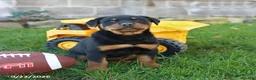 Rottweiler dogs for sale: Raven - Ad 3