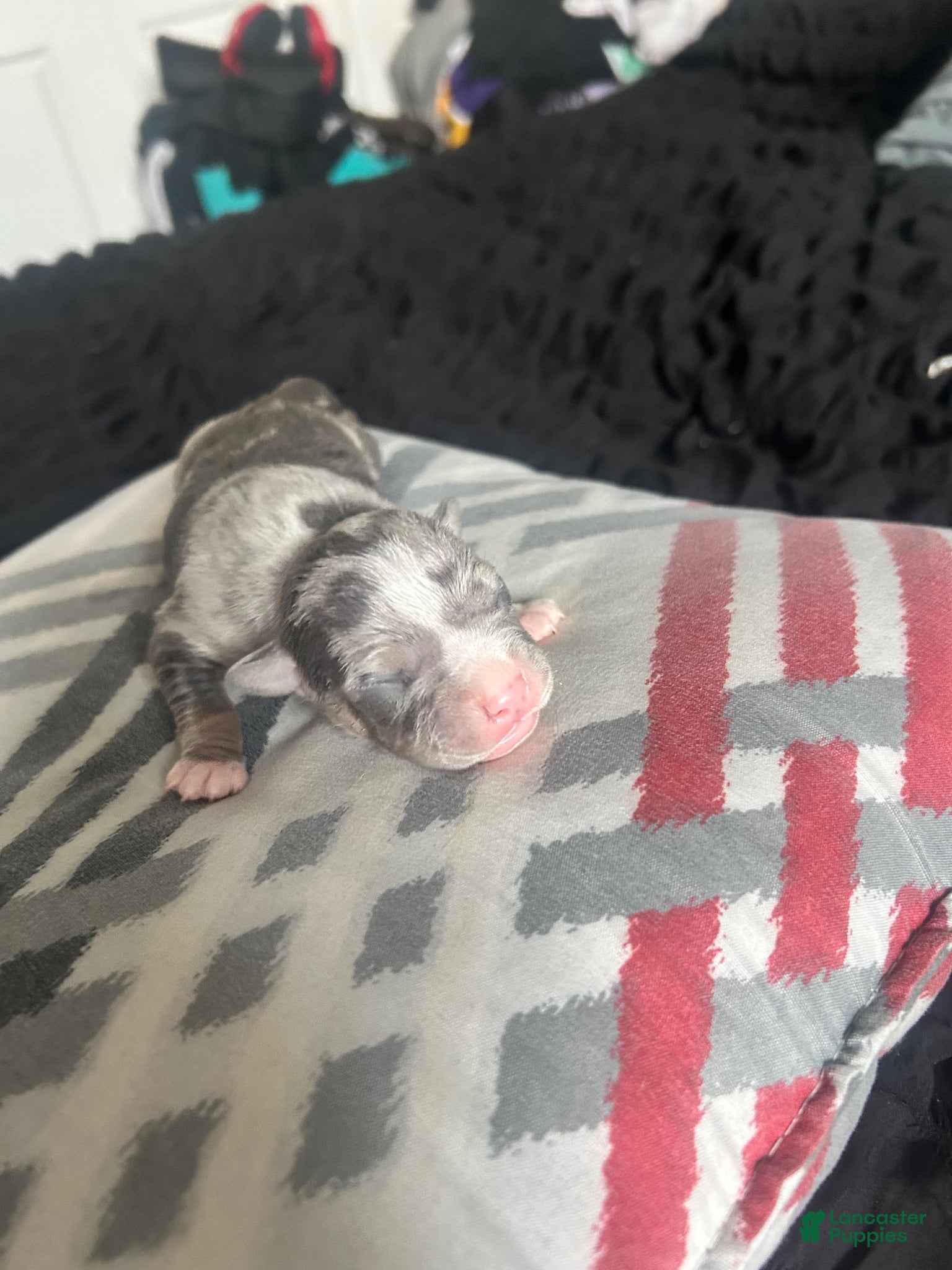 American Bully dogs American Bully 3 - Ad 42