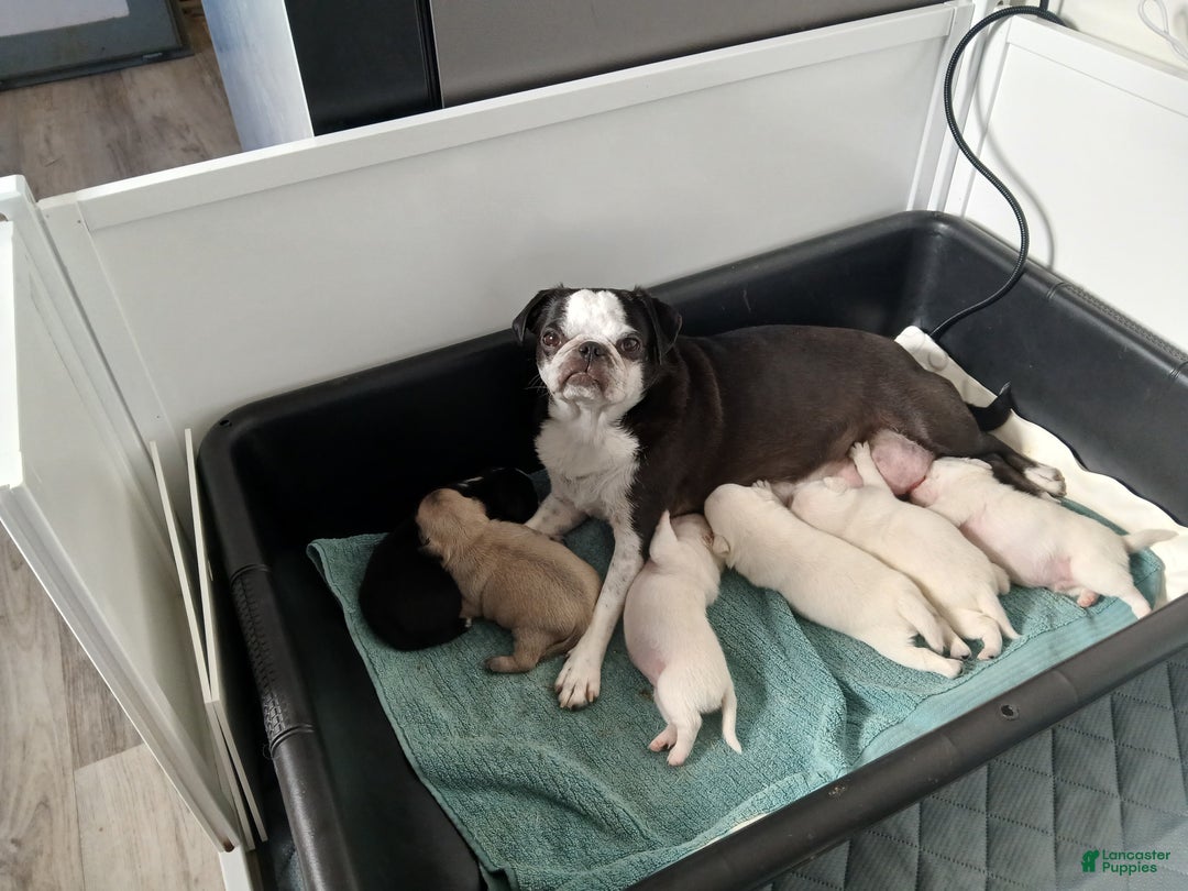 Pug dogs for sale: Layla - Ad 7