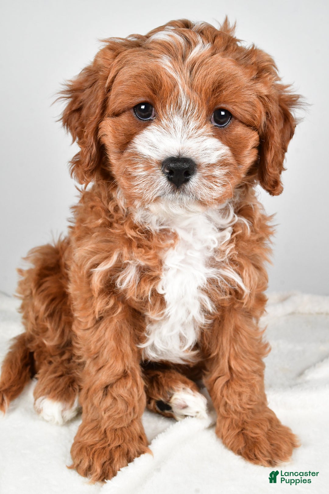 Cavapoo dogs for sale: Hazel - Ad 7