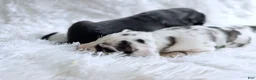 Great Dane dogs for sale: Artemis - Ad 24