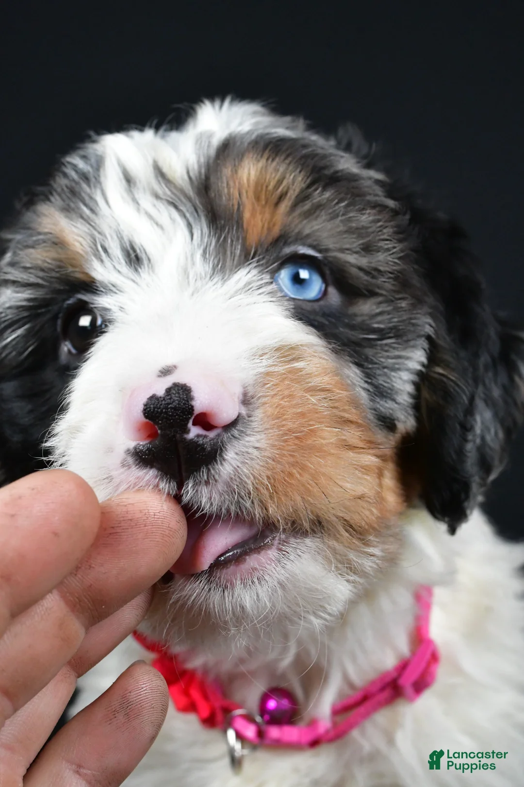Mini Bernedoodle dogs for sale: Brenda - Ad 4