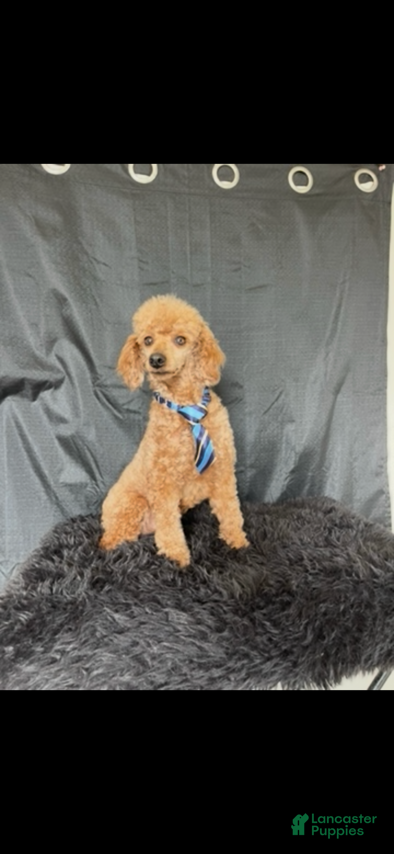 Miniature Poodle dogs Akc Clear genetics Proven Red Boy - Ad 1