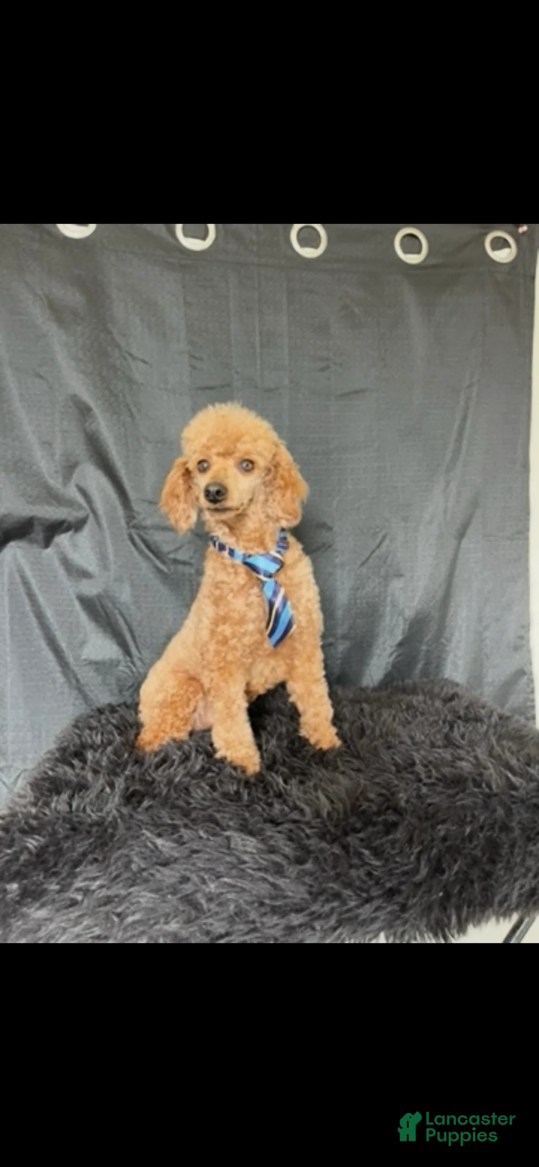Miniature Poodle dogs for sale: Akc Clear genetics Proven Red Boy - Ad 1