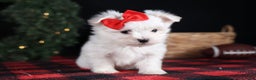 Maltese dogs for sale: ACE - Ad 16