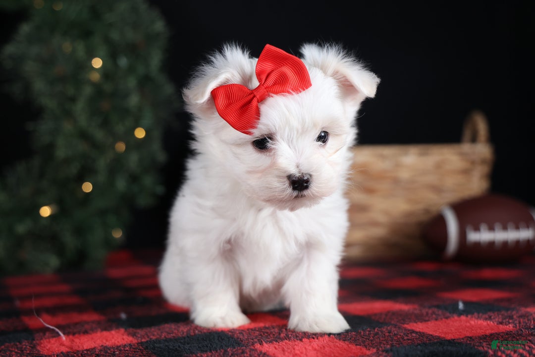 Maltese dogs for sale: ACE - Ad 16
