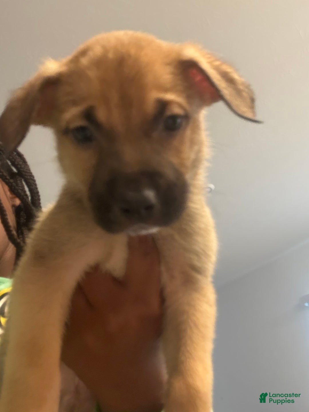 Mixed Breed dogs for sale: Mixed Breed Puppy 2 - Ad 1