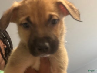 Mixed Breed dogs Mixed Breed Puppy 2 - Ad 22