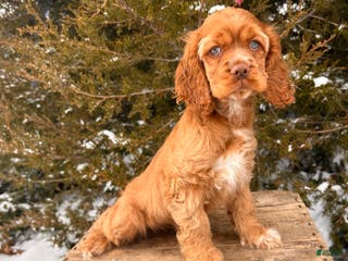 Cocker Spaniel dogs Zacky - Ad 41