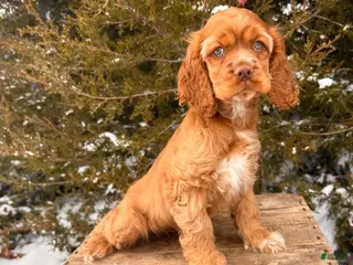 Cocker Spaniel dogs Zacky - Ad 25