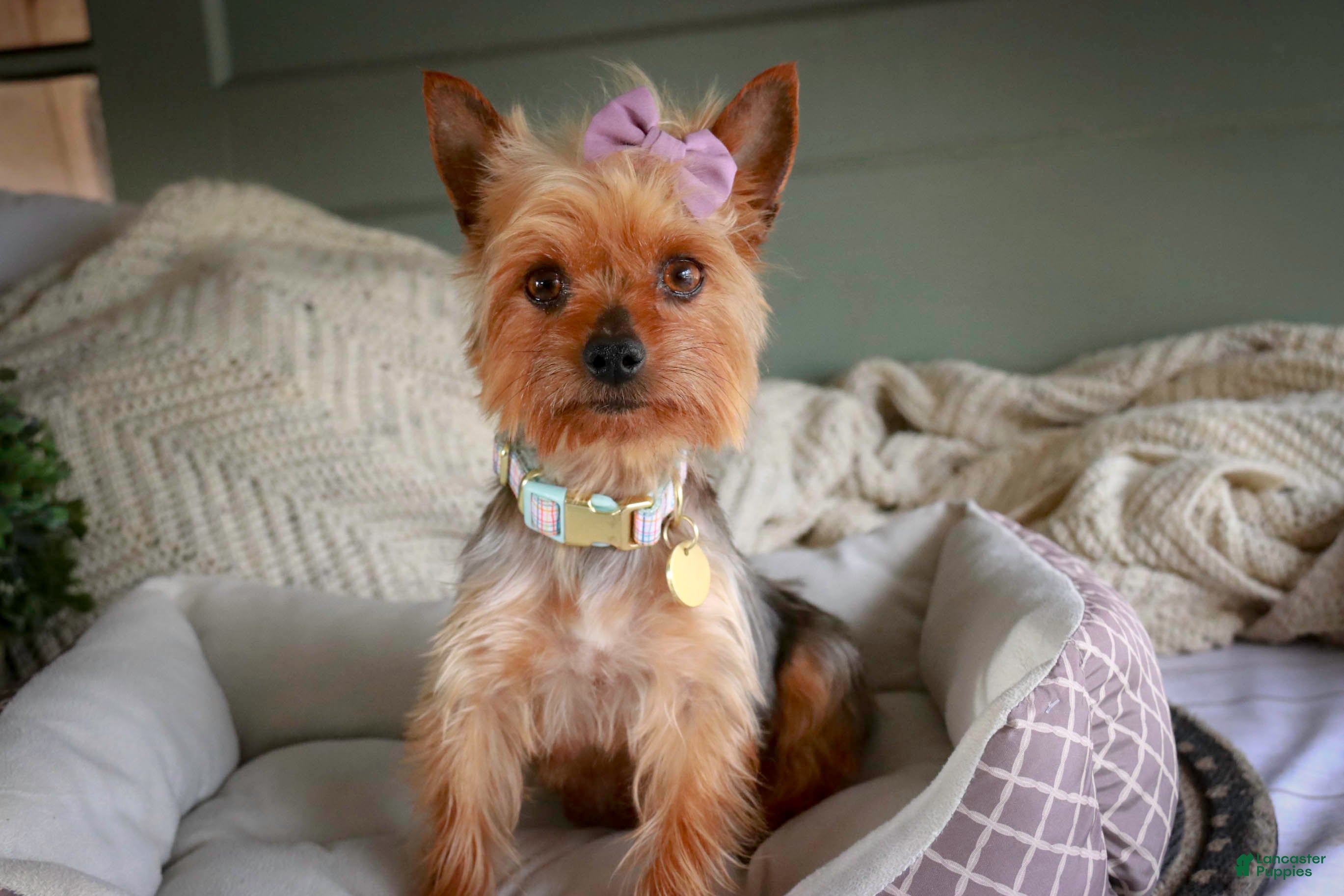 Yorkshire Terrier dogs Sophie - Ad 16