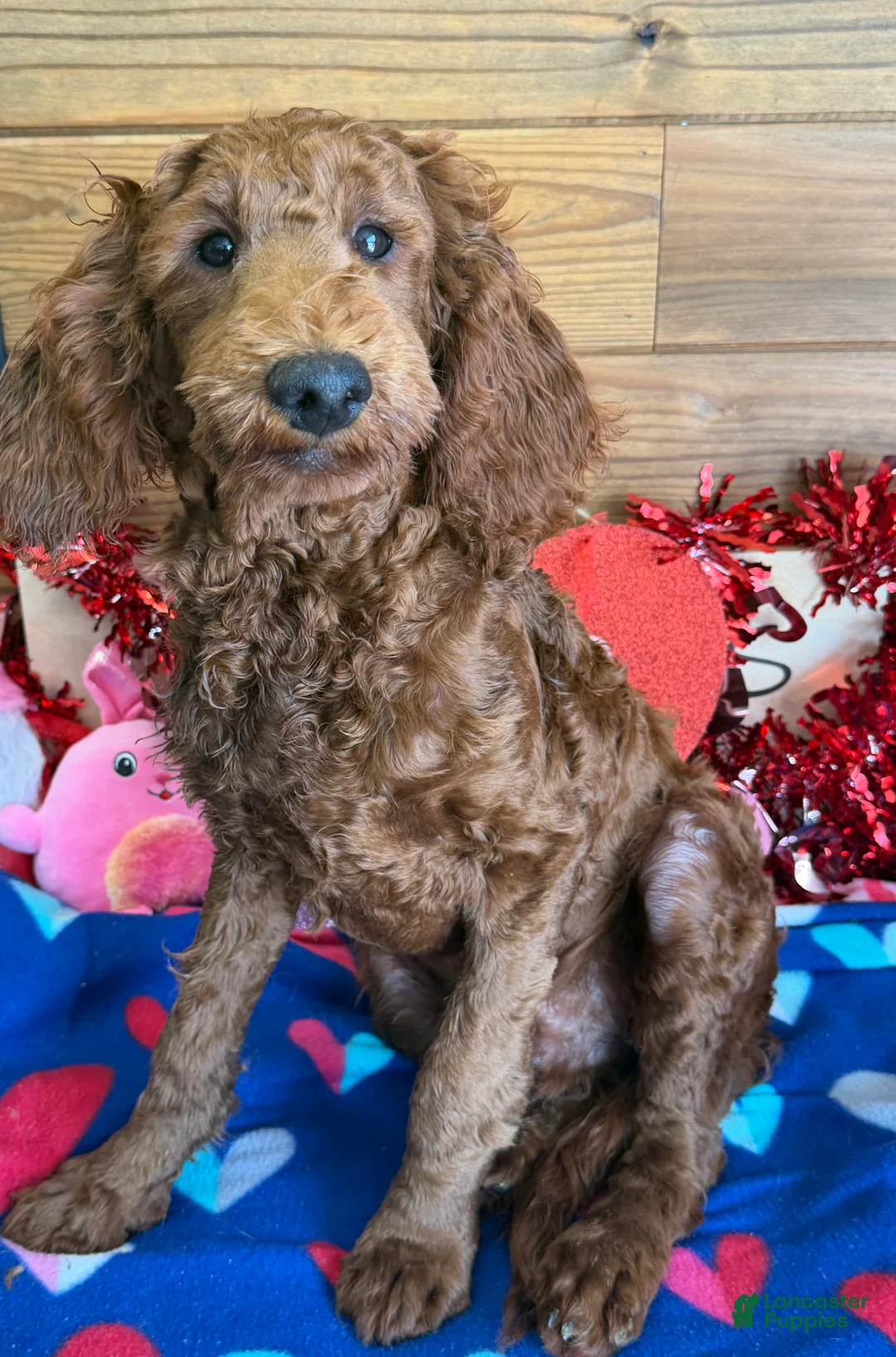 Mini Goldendoodle dogs for sale: Rip - Ad 3