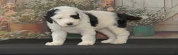 Sheepadoodle dogs for sale: Moses F1 - Ad 2