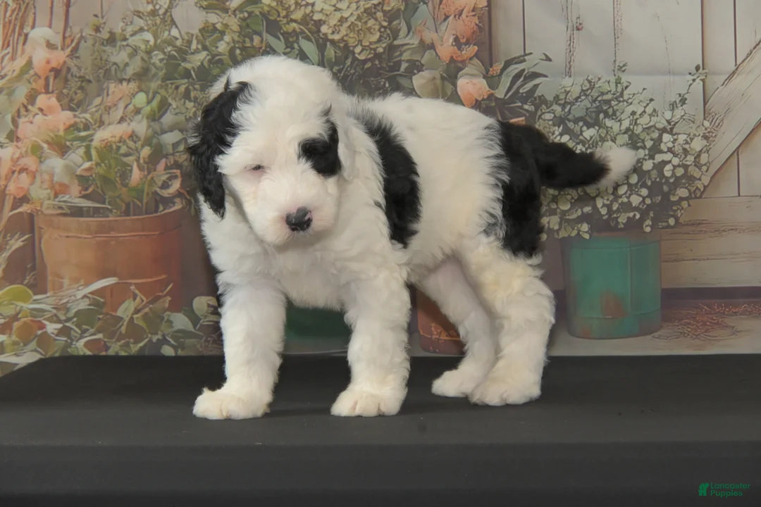 Sheepadoodle dogs for sale: Moses F1 - Ad 2