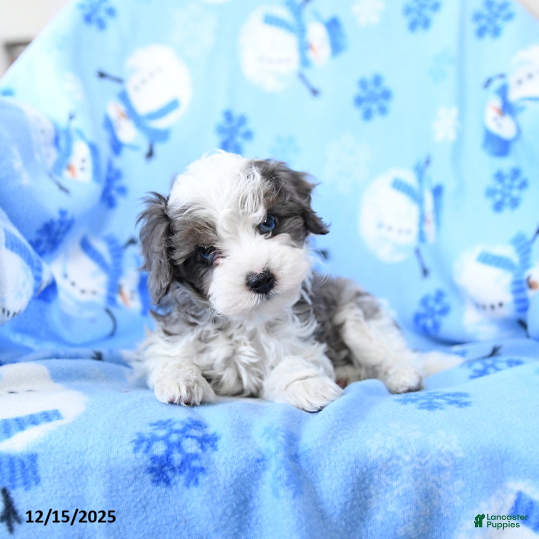 Cavapoo dogs for sale: Grayson - Ad 3