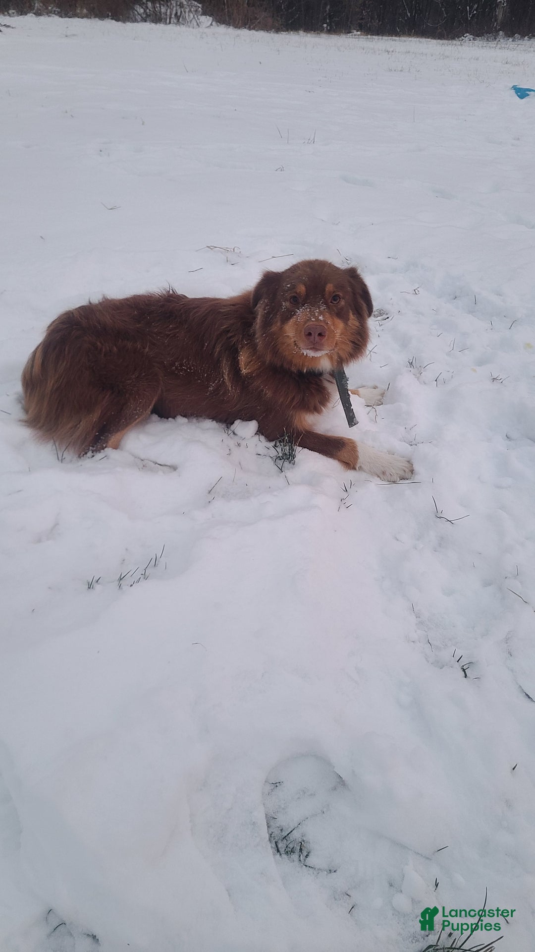 Aussiedoodle dogs for sale: Aussiedoodle Puppy 1 - Ad 4