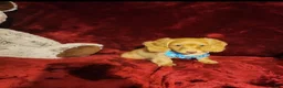 Miniature Dachshund dogs for sale: PEACHES - Ad 5