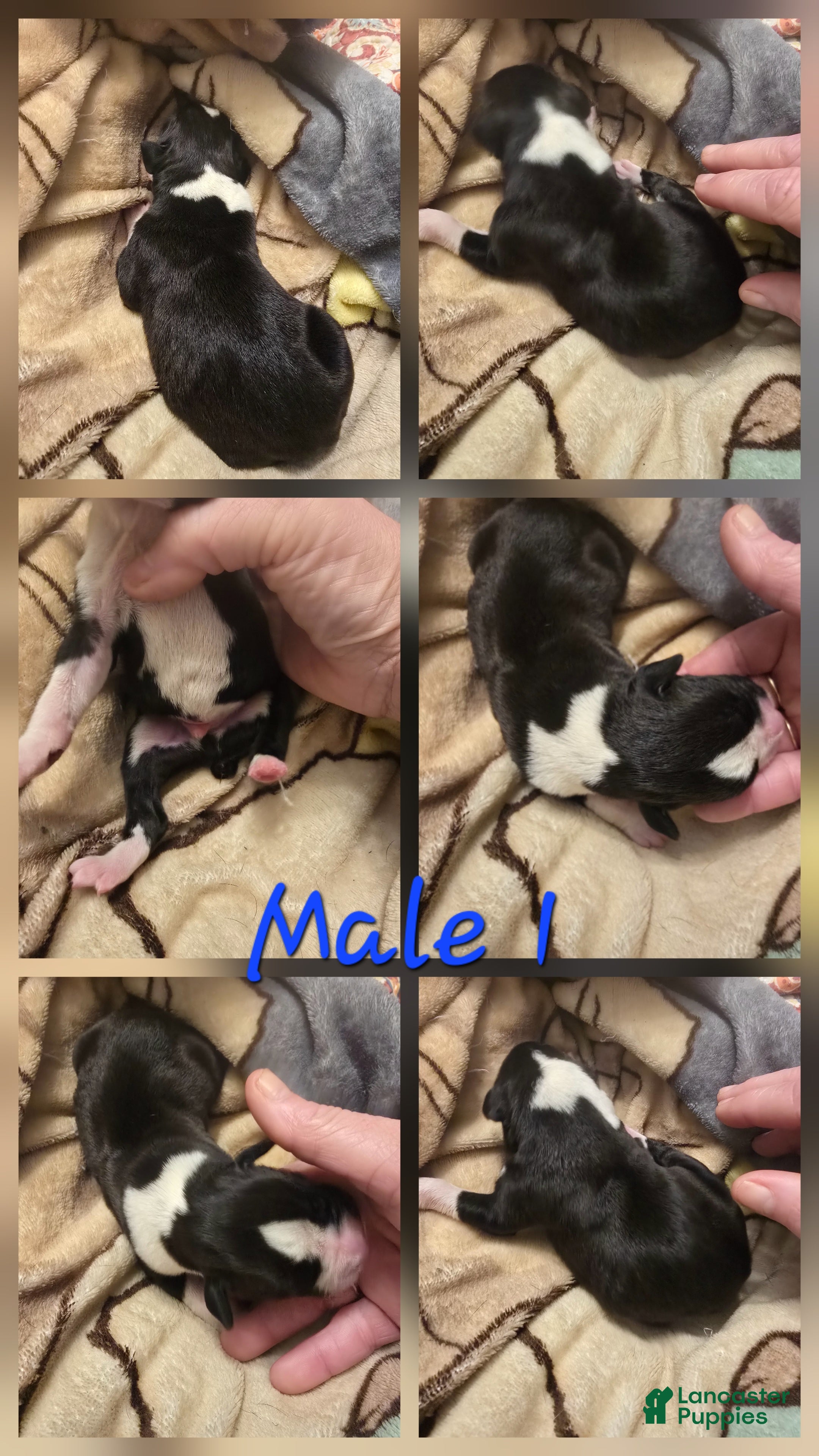 Boxer dogs for sale: Boxer 1 - Ad 39