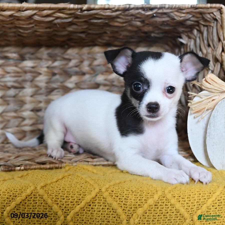 Chihuahua dogs Bandido - Ad 1