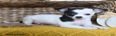 Bandido