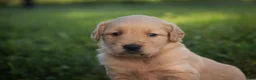 Golden Retriever dogs for sale: Meg Golden Retriever  - Ad 4