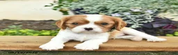 Cavalier King Charles Spaniel dogs for sale: Doug  - Ad 4