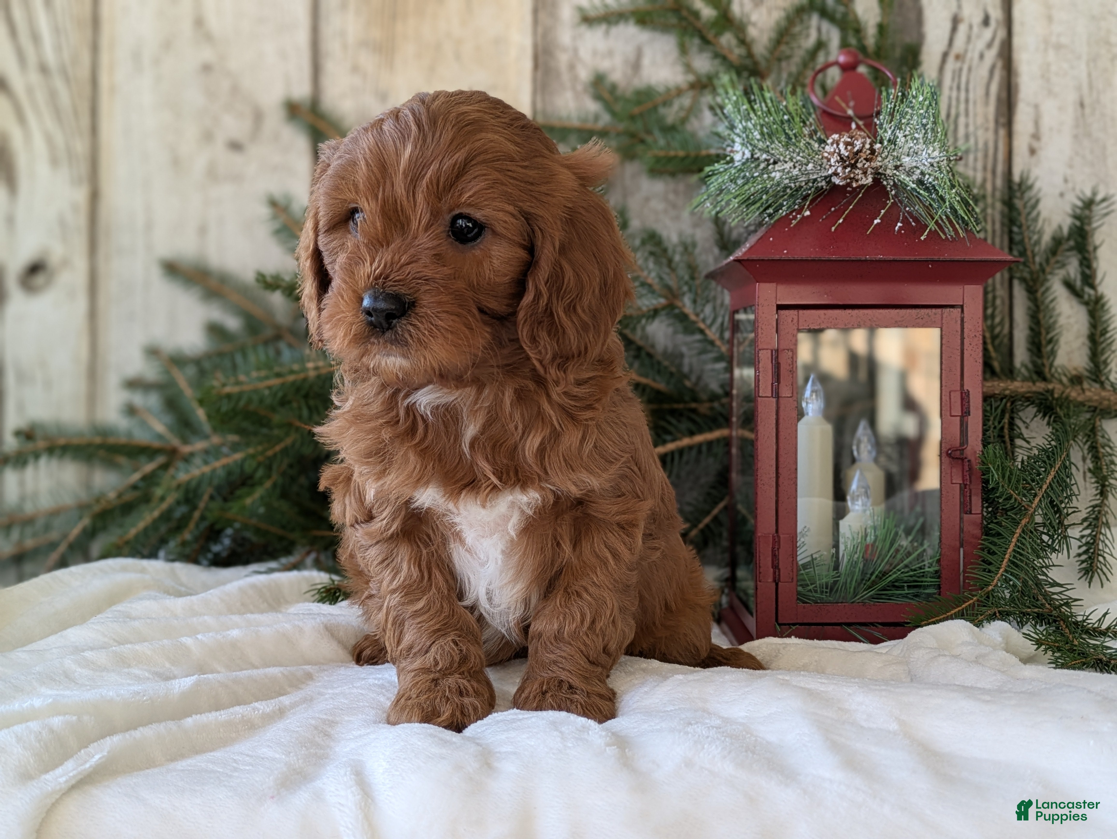 Cavapoo dogs Asher  - Ad 35