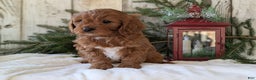 Cavapoo dogs for sale: Asher  - Ad 1
