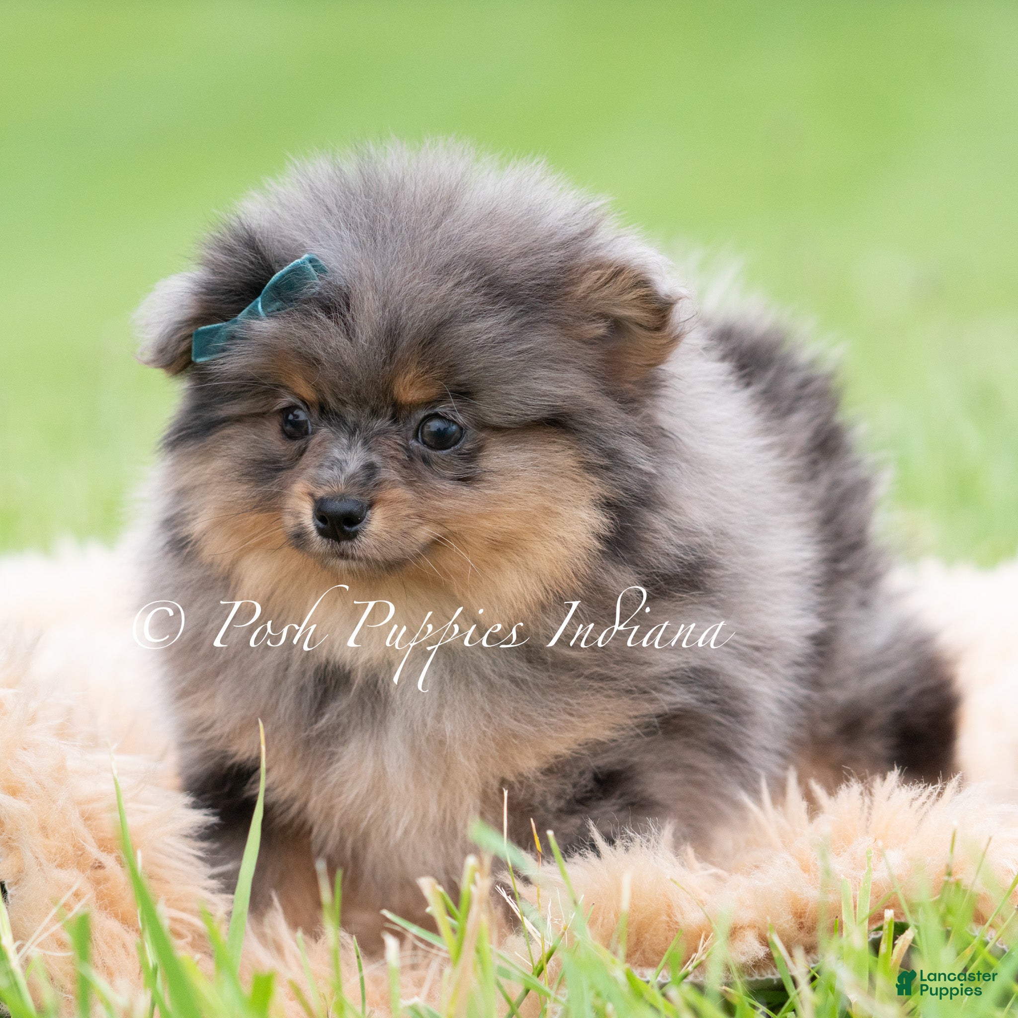 Pomeranian dogs for sale: Diego AKC - Ad 3