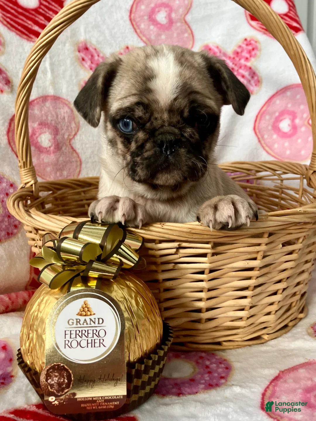 Pug dogs for sale: Chase - Ad 1