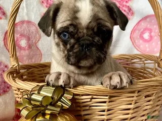 Pug dogs Chase - Ad 26