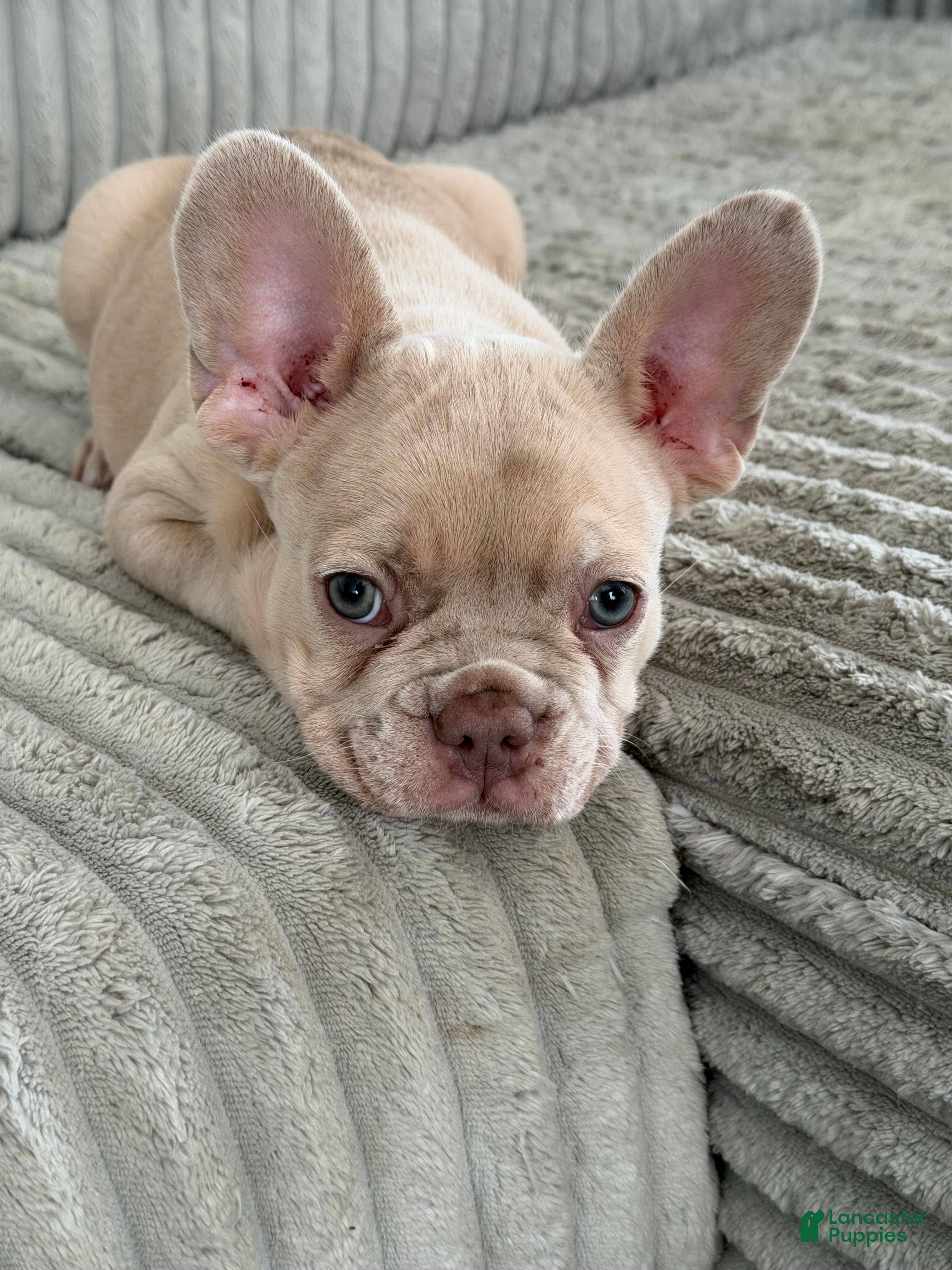 French Bulldog dogs French Bulldog Puppy 2 - Ad 1
