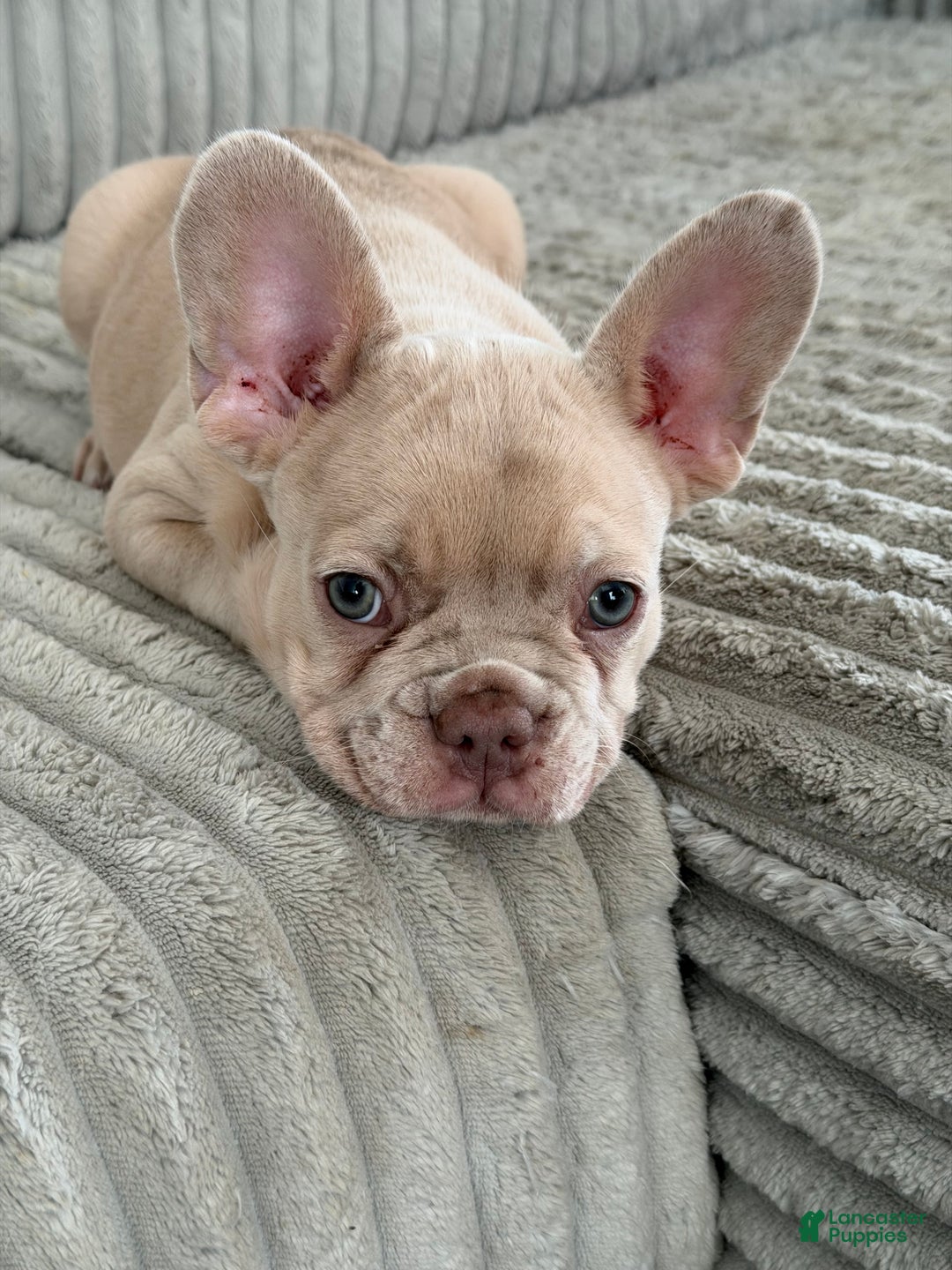 French Bulldog dogs for sale: French Bulldog Puppy 2 - Ad 4