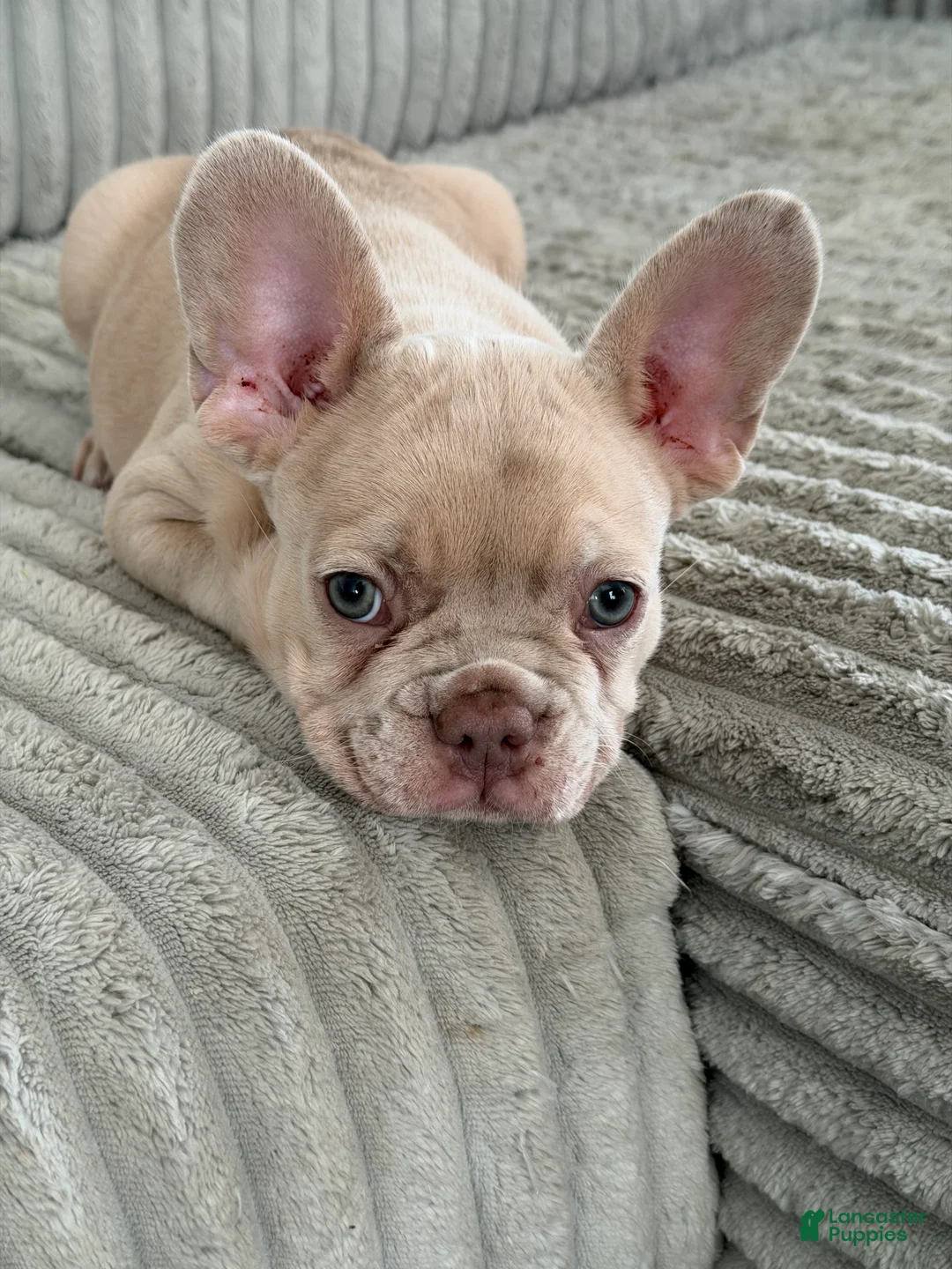 French Bulldog dogs for sale: French Bulldog Puppy 2 - Ad 1