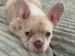 French Bulldog dogs for sale: French Bulldog Puppy 2 - Ad 1