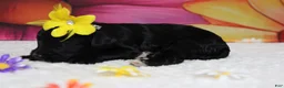 Bernedoodle dogs for sale: Nova  - Ad 5