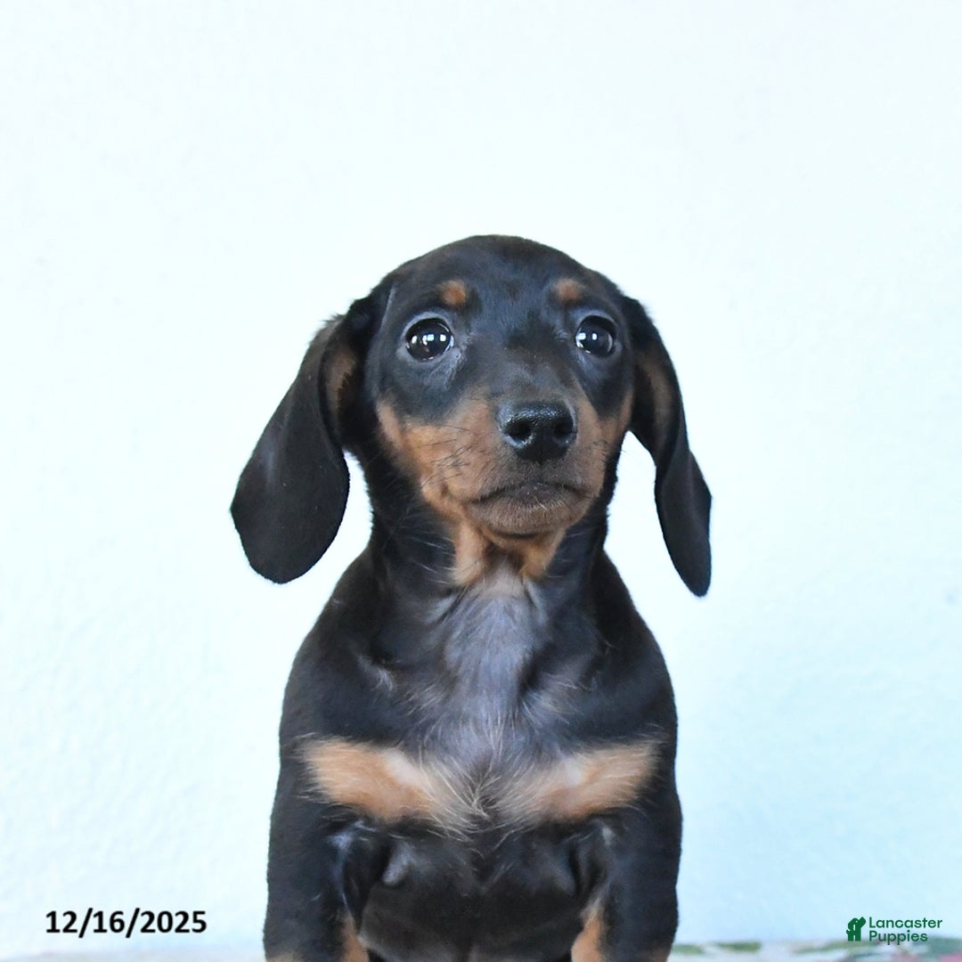 Miniature Dachshund dogs for sale: Sadie - Ad 4