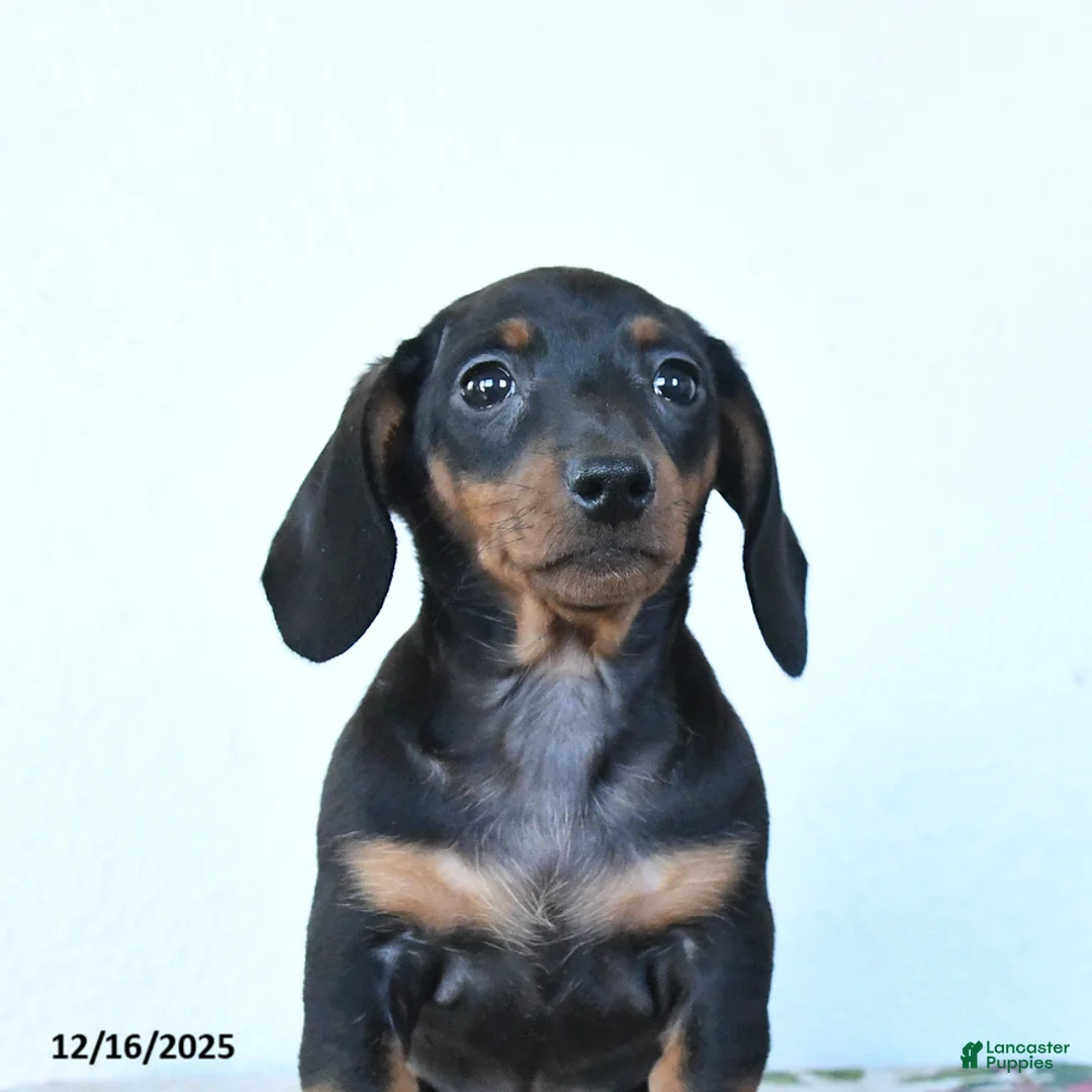 Miniature Dachshund dogs for sale: Sadie - Ad 9