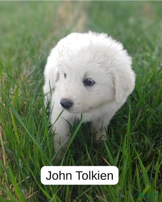 Great Pyrenees dogs John Tolkin - Ad 3