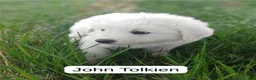 Great Pyrenees dogs for sale: John Tolkin - Ad 1