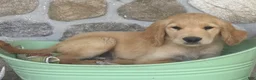 Golden Retriever dogs for sale: Ronnie - Ad 3
