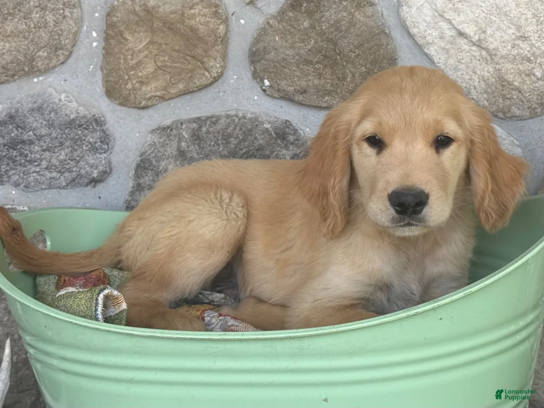 Golden Retriever dogs for sale: Ronnie - Ad 3